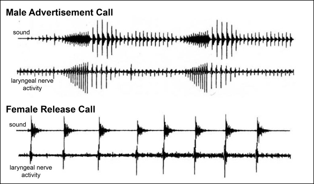 Sexually distinct vocalizations (top traces) are generated by a sex-specific firing of laryngeal motoneurons recorded via the laryngeal nerves (bottom traces).